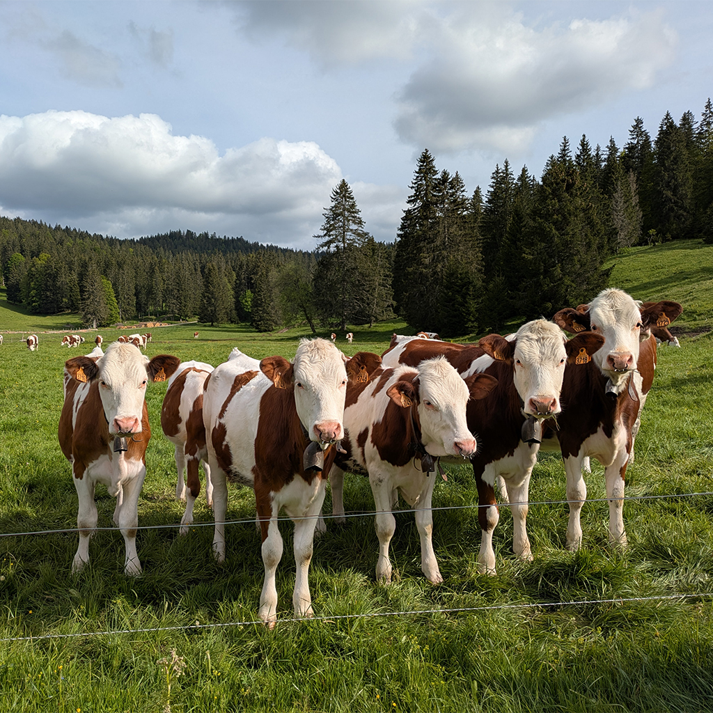 la-batie-dessous-gite-location-salle-reception-mouthe-doubs-jura-ferme-alpage-ext-11