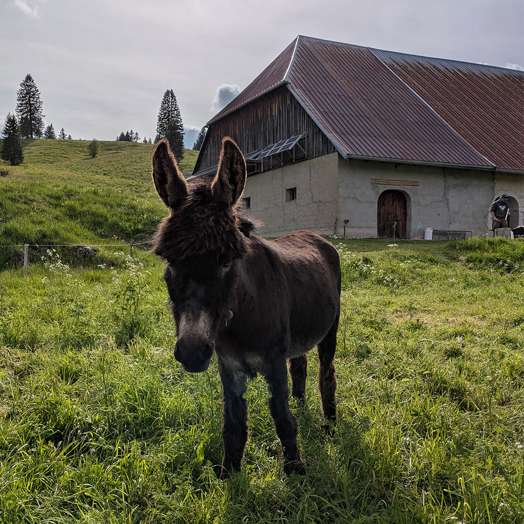 la-batie-dessous-gite-location-salle-reception-mouthe-doubs-jura-ferme-alpage-ext-12